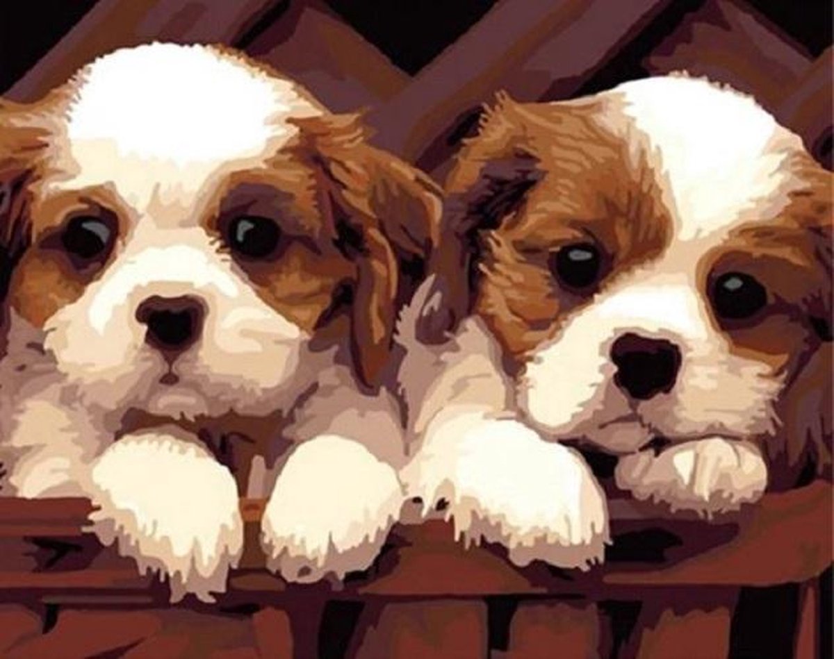 Paint By Numbers|Schilderen op Nummer|2 Hondjes|50x40cm|Volwassenen & Kinderen|150021